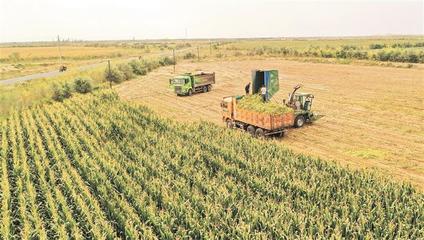 金秋沃野奏響豐收之歌——兵團(tuán)秋收工作全面展開，畜牧漁業(yè)飼料銷售迎來旺季